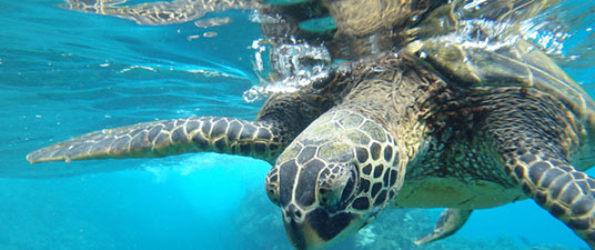 diving-1